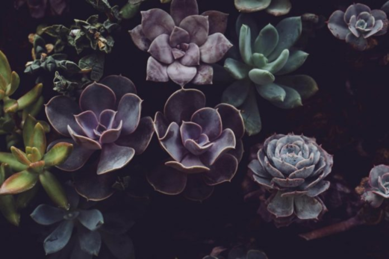 The 10 Best Black Succulents That Are Absolutely Gorgeous