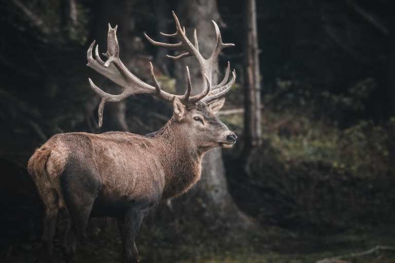 How to Make the Most of Your Big Game Hunting Sessions?