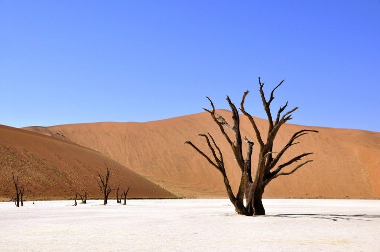 A Guide to Uncovering the Mysteries of the Hidden Vlei, Namibia’s Secret Desert Gem
