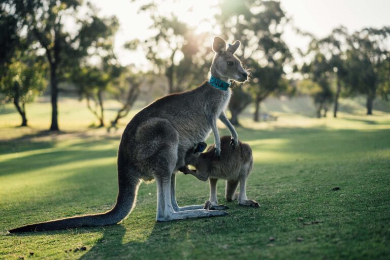 Discovering the Unique Animals Native to Australia